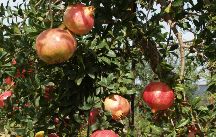 POMEGRANATE